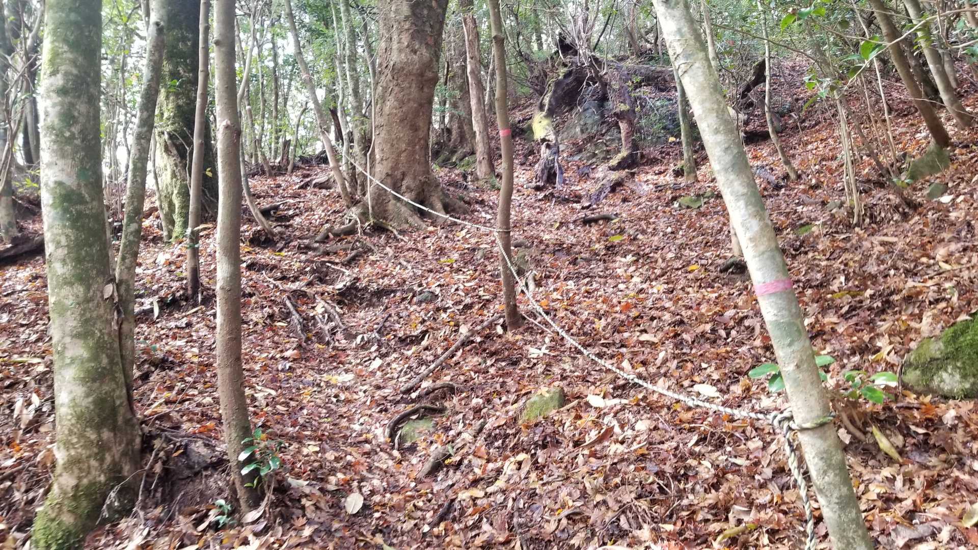 中摩殿畑山 往復コースの写真