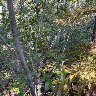 これ行けるのか？でもリボンあるしな。虫がいないからとりあえず突っ込みます💨
この後、倒木の下を匍匐前進することになります😂めっちゃ汚れた😭