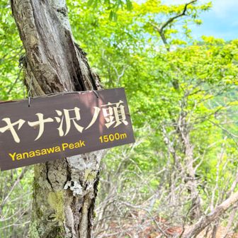 ヤナ沢ノ頭⛰️