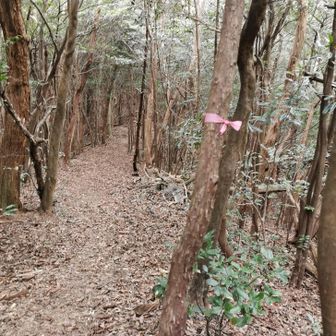 木にしがみつき登る