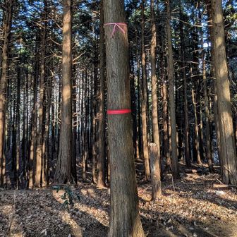 日陰乗鞍山頂。標識は相変わらず高い位置で見つからない。ピンテ2本巻きの幹を探せ！