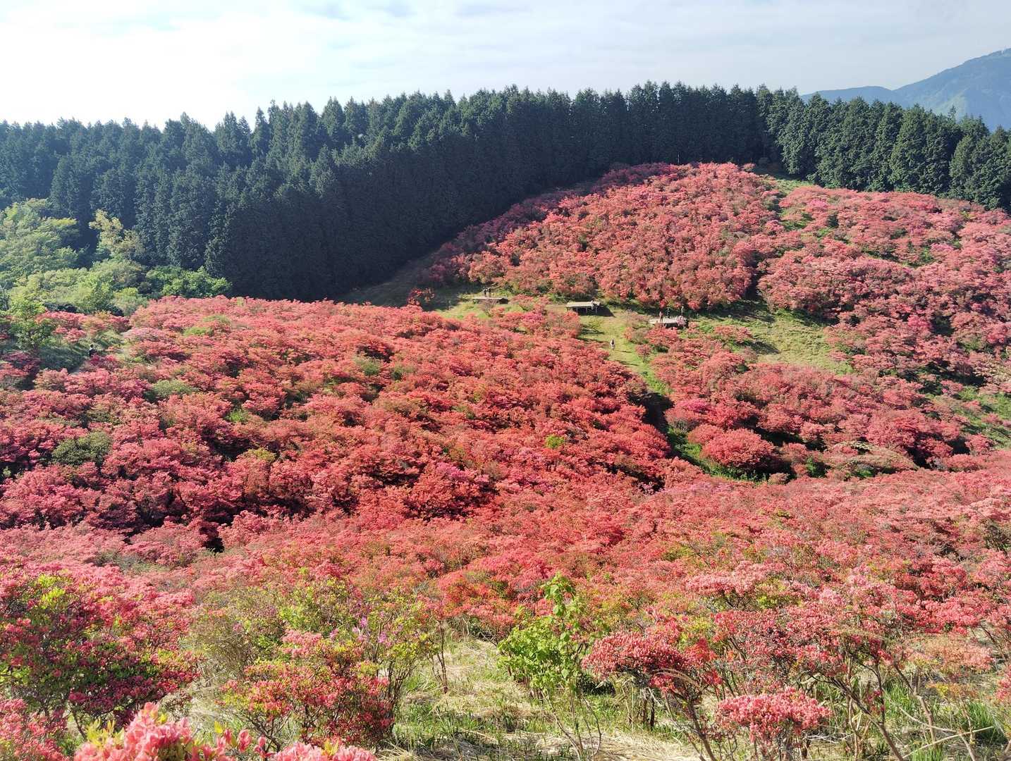 天狗谷-大和葛城山-水越峠 周回コースの写真