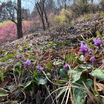 カタクリは、更に開いてきた。