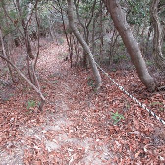 下りは落ち葉で凄く滑りますが、トラロープが張られてますので助かります