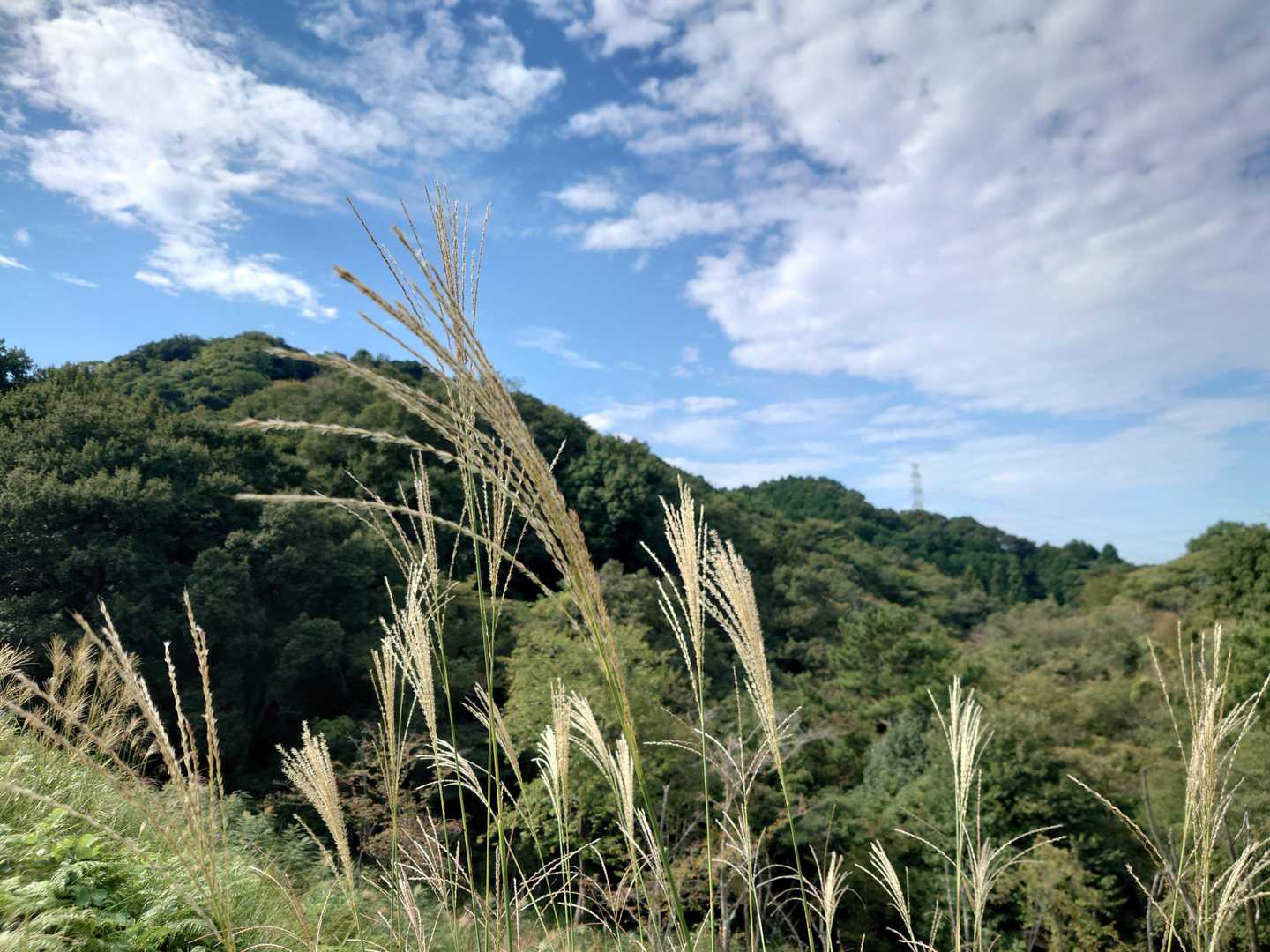交野山とススキ。景色は秋へ。