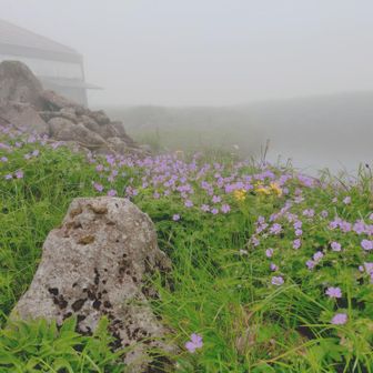 避難小屋は群生で紫💜