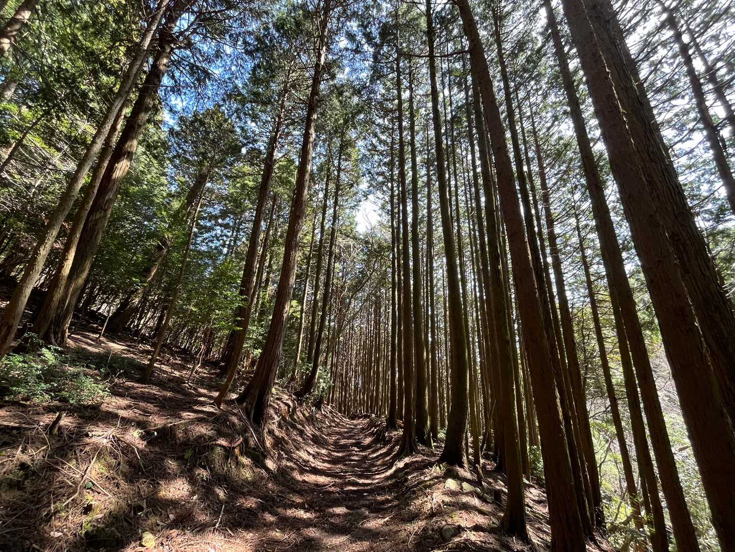 坂本棚田バス停-徒歩参道入口-野登山 周回コースの写真