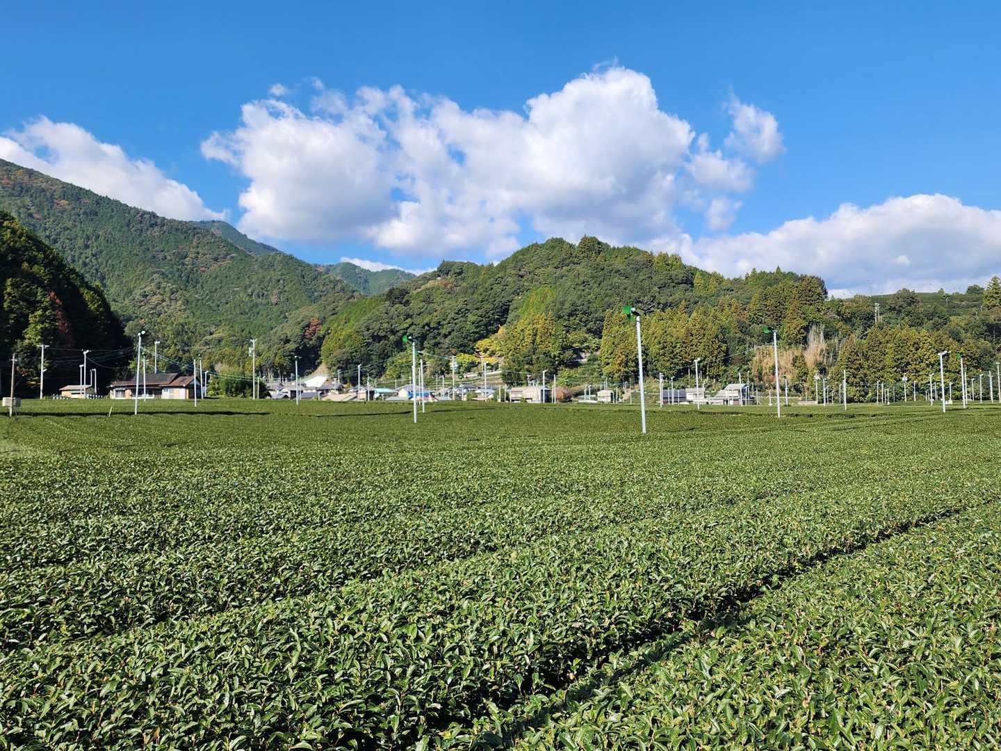 茶畑と正面がぼいんぼいん山、ぼいん…なのか…まぁいいや