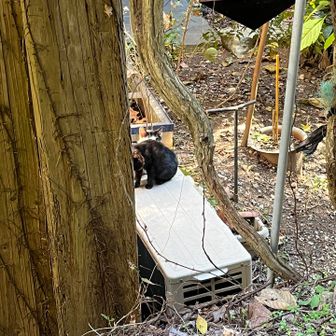 駐車場近くのカラオケ喫茶ににゃんこ