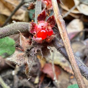紀泉アルプス・飯盛山・ボンデン山 冬莓🍓の実、2粒だけ残ってました