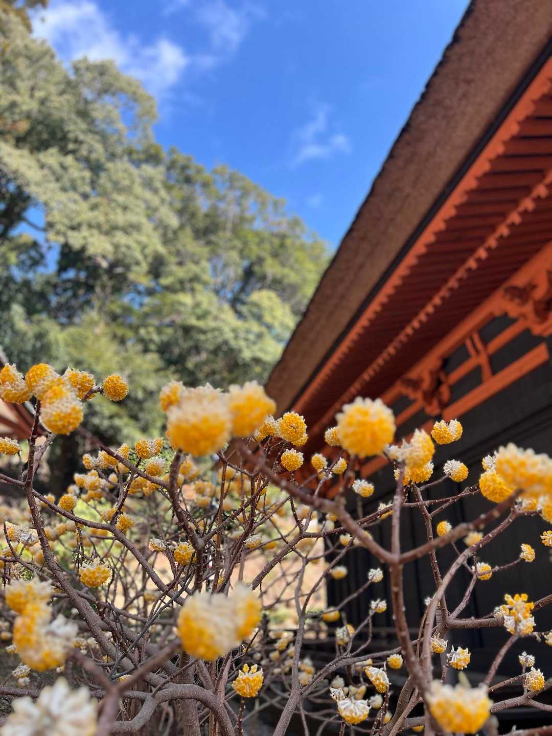 日向薬師バス停-日向薬師-日向山登山道入口-日向山-七曲り 縦走コースの写真