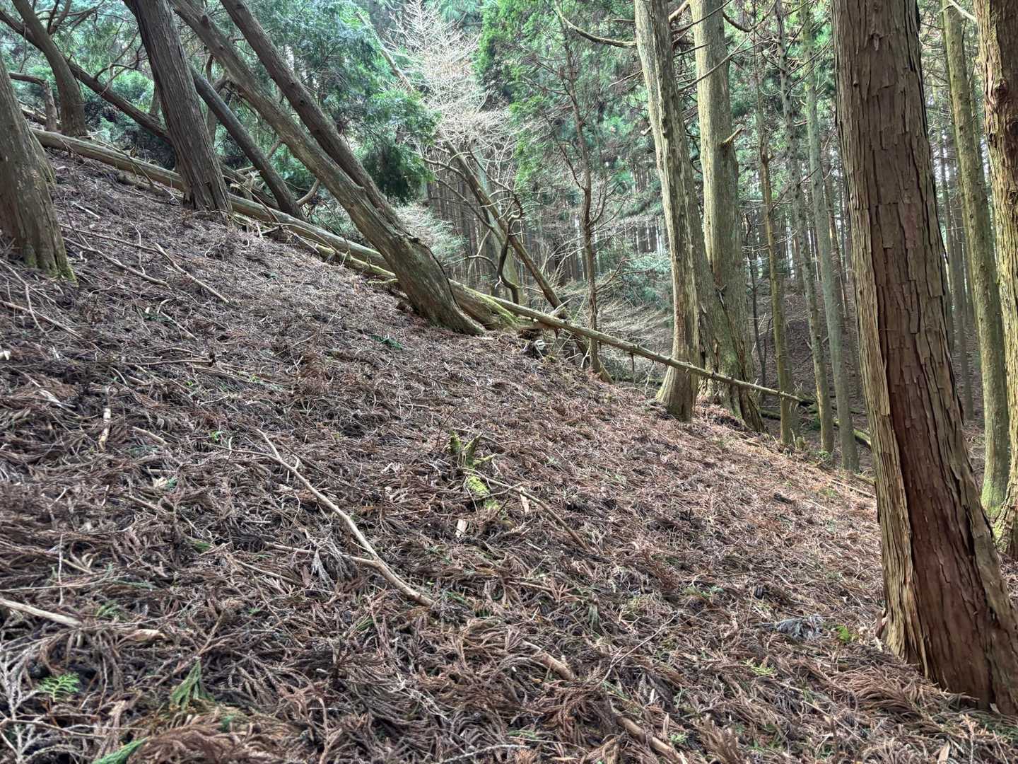 こうやってみるとあまり急じゃなさそうですが、まあまあ急でしたよ
サクラグチからも急だし、残したピークどうしよう🤔