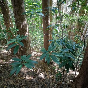 藪漕ぎ＋蜘蛛の巣まみれ