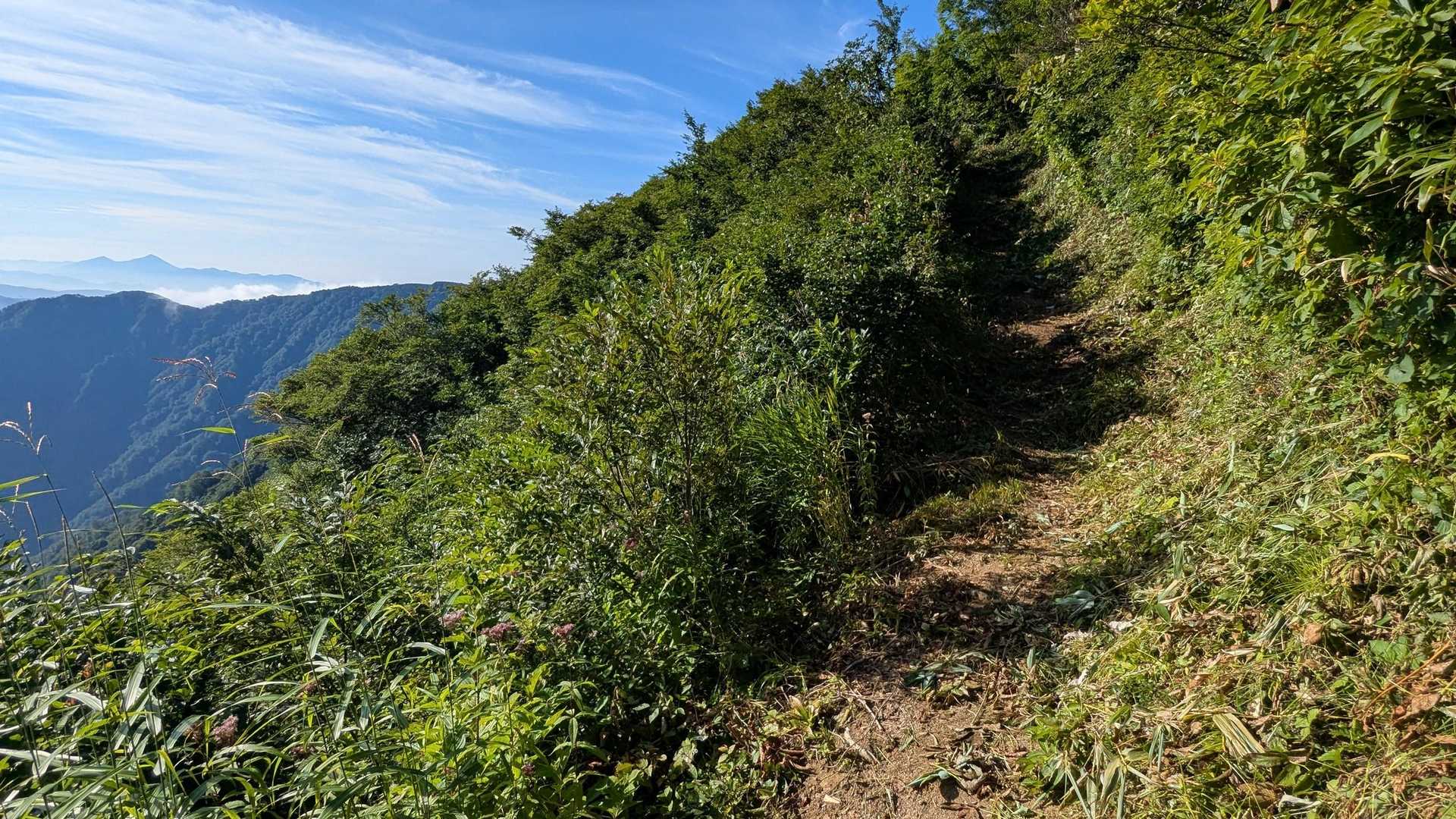 朝露でびしょ濡れになるのを覚悟して来たが刈払いがバッチリしてあり杞憂だった😄
登山道整備ありがとうございます