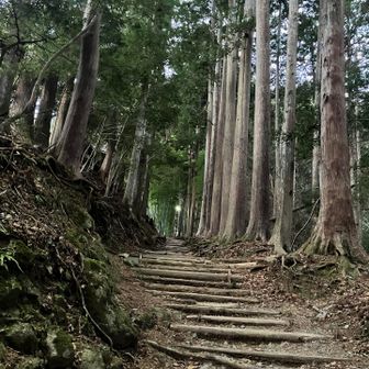 いかにも修験の道みたいな感じの杉並木
50丁目まである燈篭を目安にひたすら登る😅