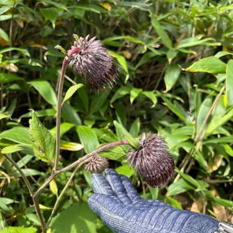 師匠の手🫴と比べたら大きさがわかりますね〜
