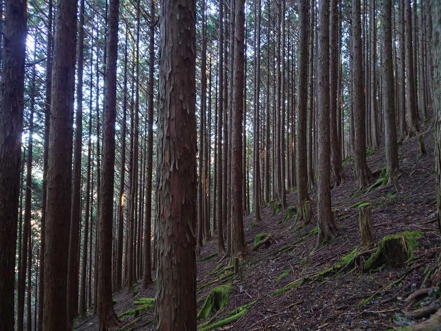 階段を昇り切ったあとは暗い杉林が続きます