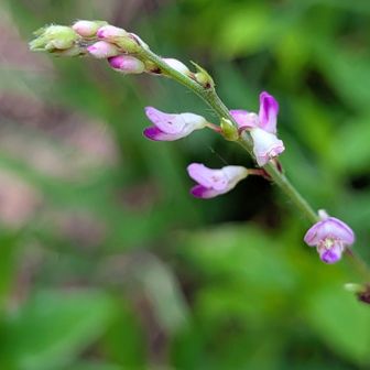 🩷ヌスビトハギ（盗人萩）
名前は悪いけど、可愛い花です💕