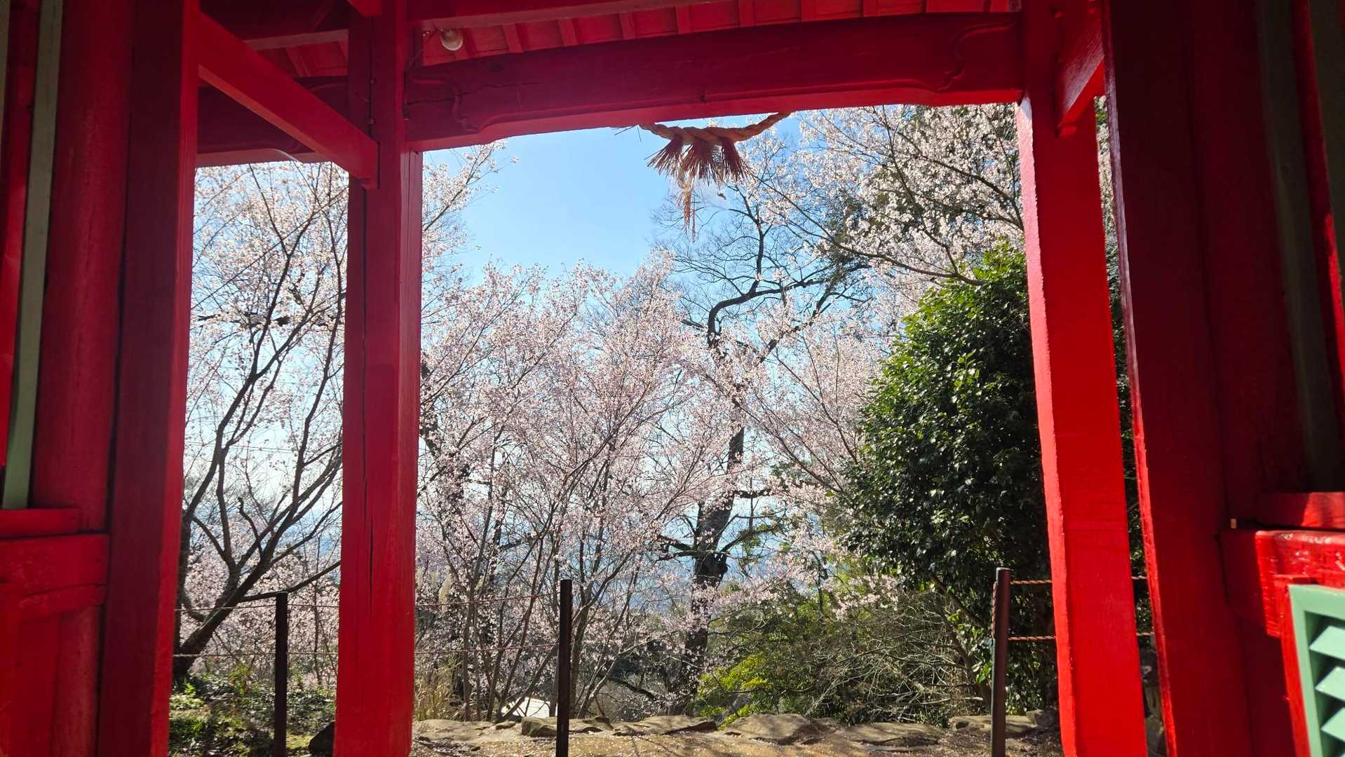 ウラカラサクラ🌸