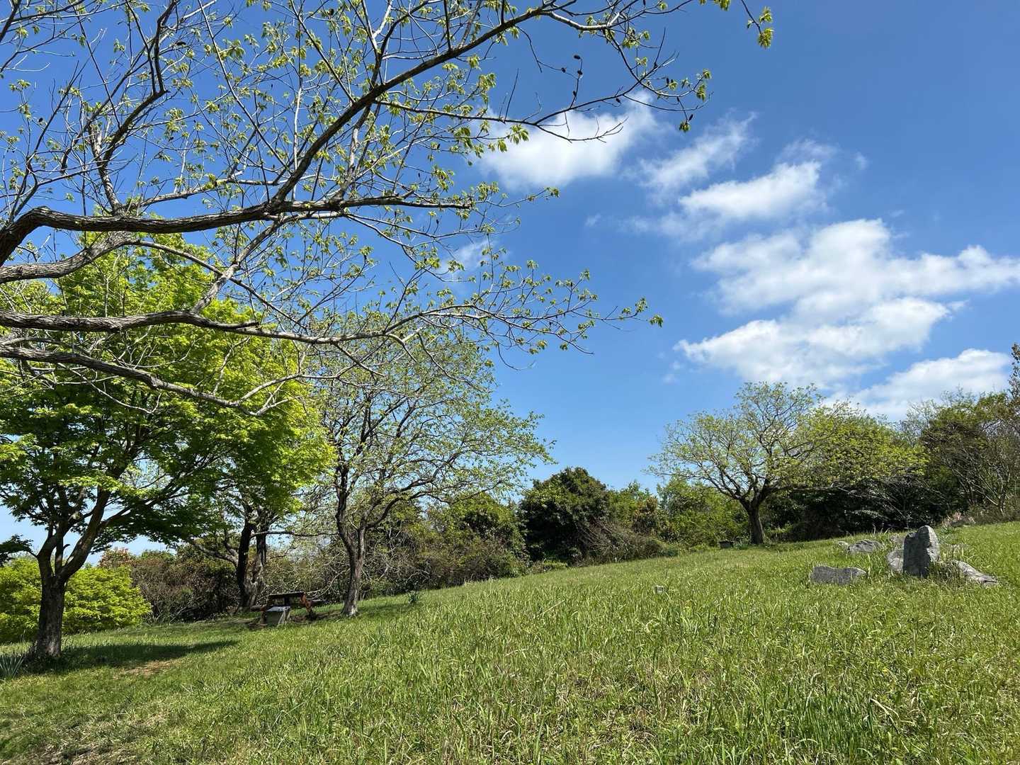 初夏のようですが風は爽やか🐦