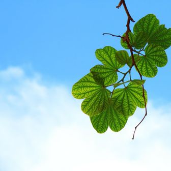 あかえり(旧:マイペース母ちゃん)