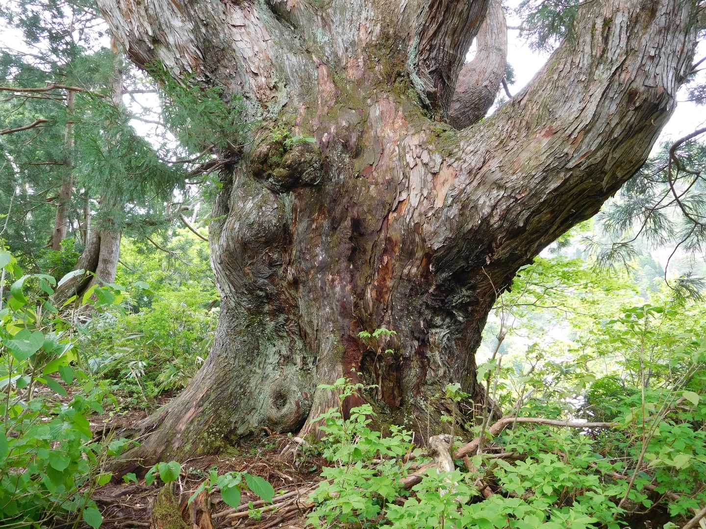 この木って樹齢いくつだろ？