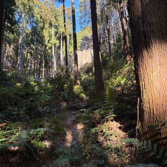 シダ類がたくさんの道。
男岩が見えてきた！