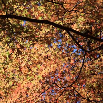 見納めしながら下山