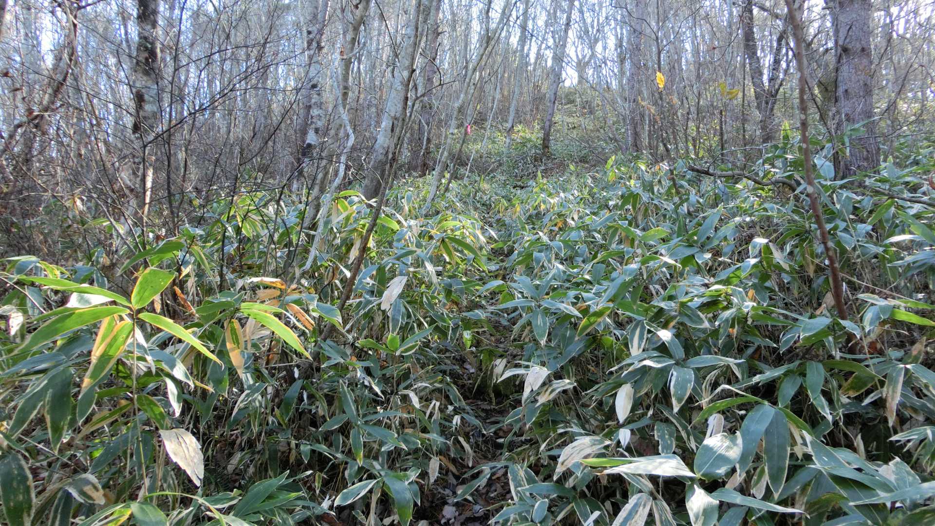 アテルイさんの裏には登山道があるのでそこを進みますが笹薮藪漕ぎ中です！マダニついてこないよなぁ😆
