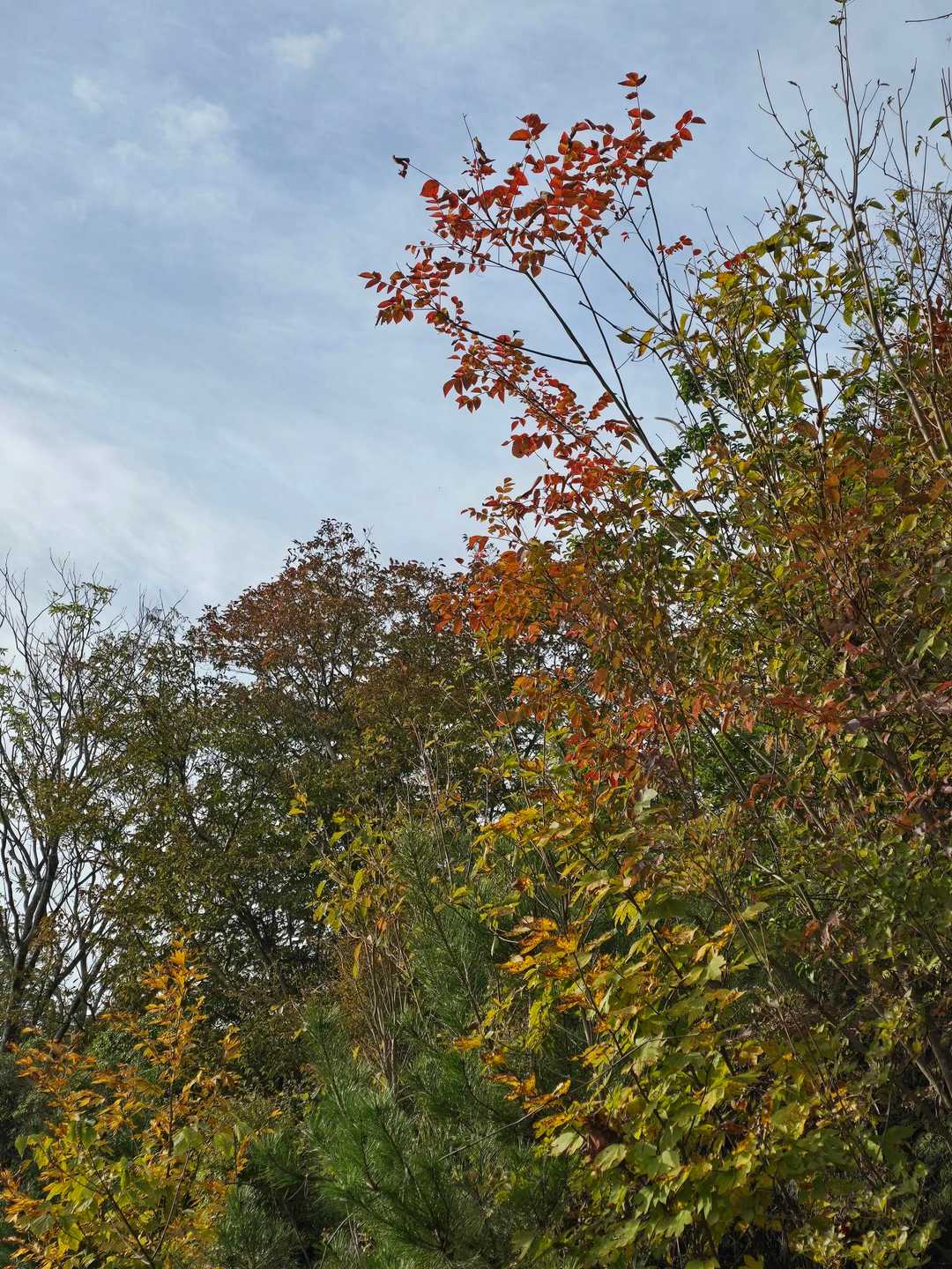 紅葉も