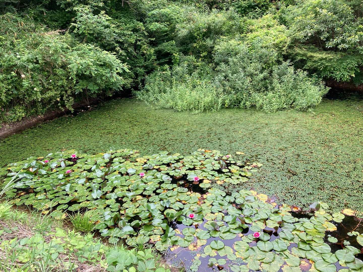 あっ　蓮の花　🪷