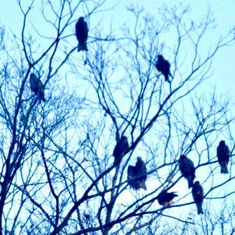 　摺指の峰尾豆腐店さん近くではいつもトビか沢山います。