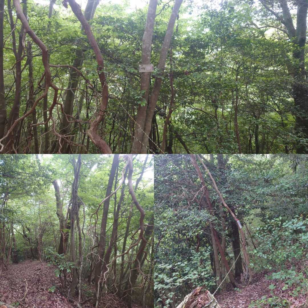 広い道、左に間違いそうだ