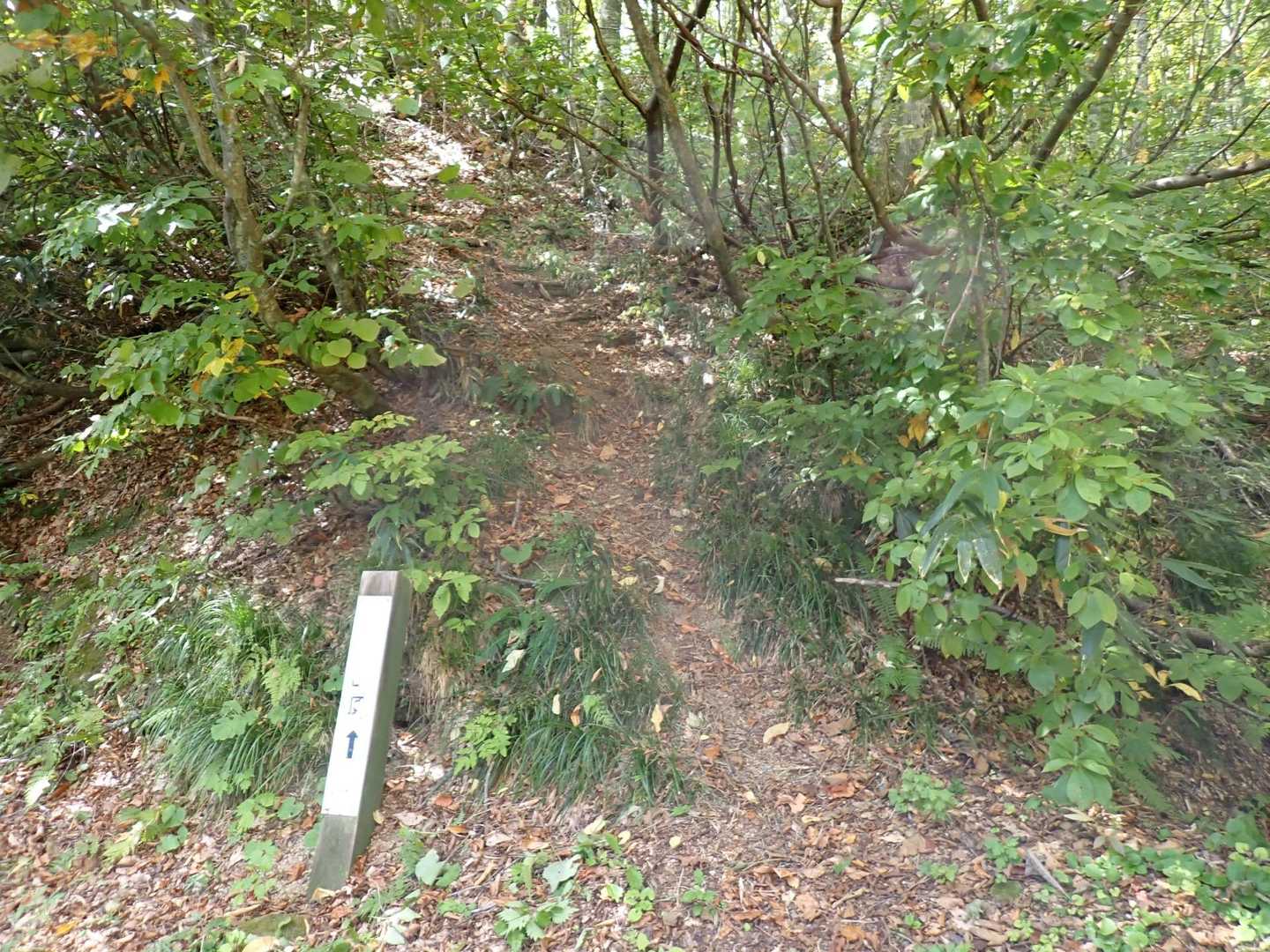 小岳-千手ブナ 周回コースの写真