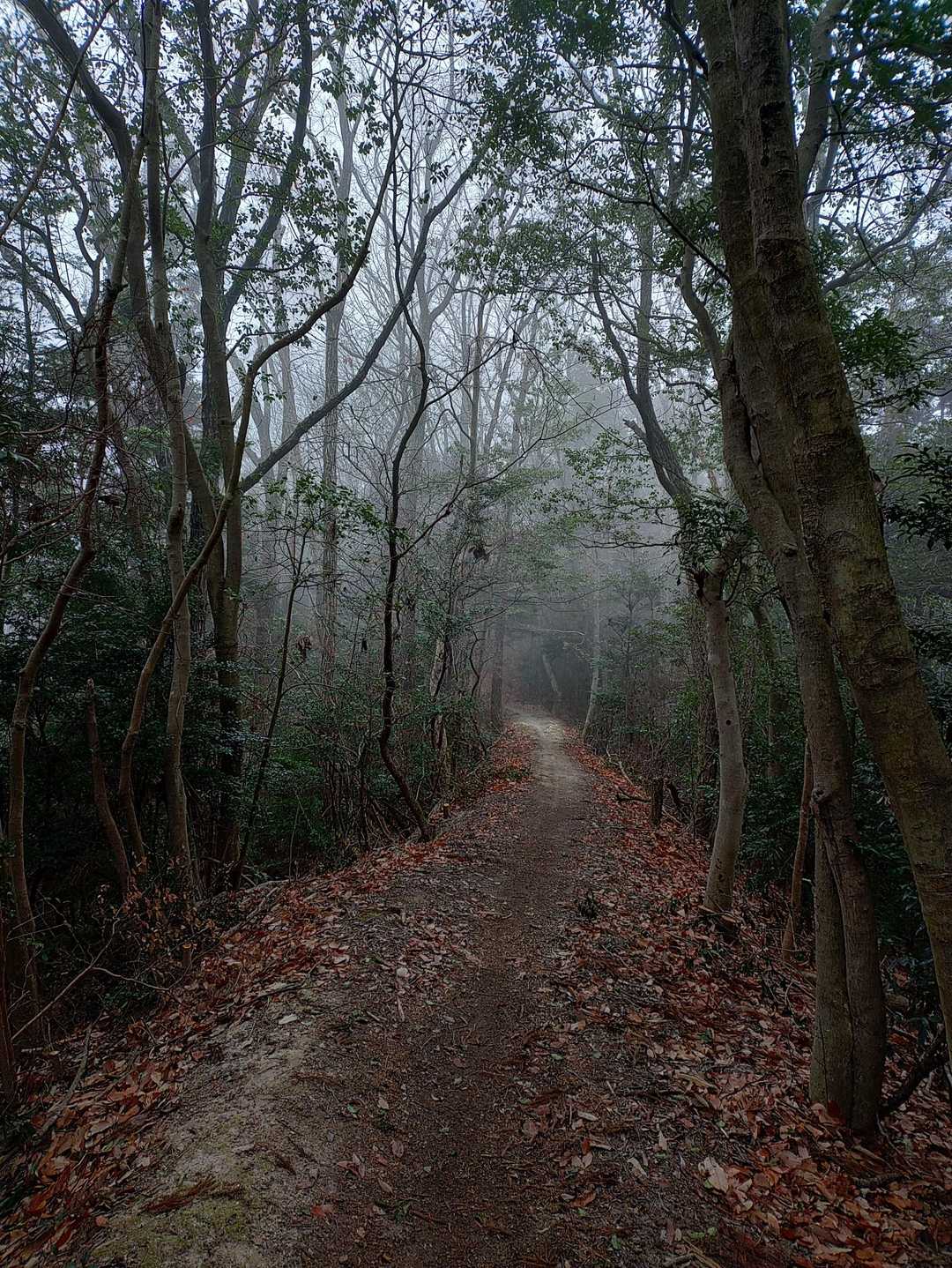 霧の藍那古道、幻想的です✨