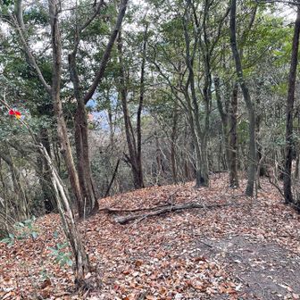 ここはついついまっすぐ行ってしまいそうですが左です。正面の倒木は通せんぼの木ですね