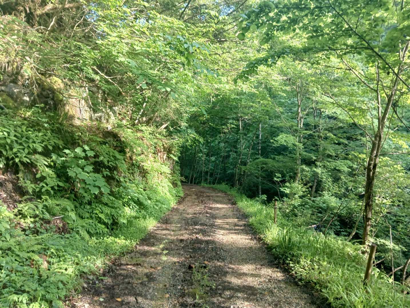 キャンプ場から林道を🚶