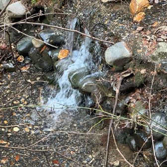 川の水が綺麗だなと思っていたら・・・