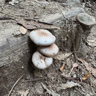 キノコ🍄