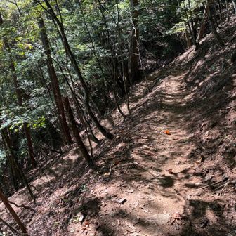 ようやく広い登山道😊