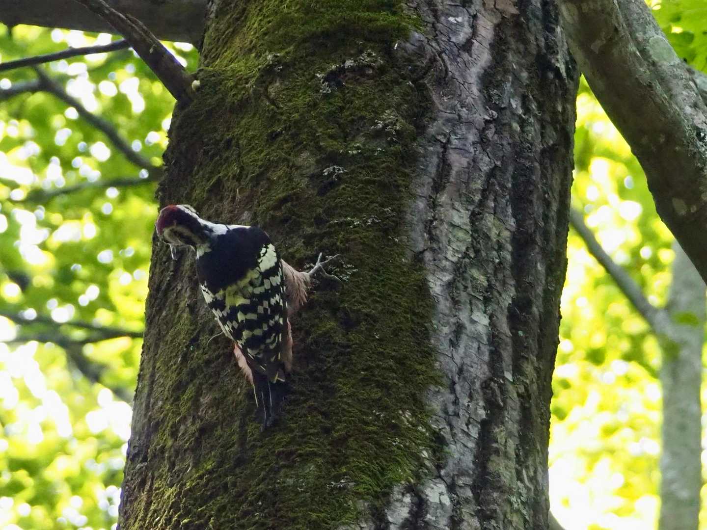 オオアカゲラかな〜