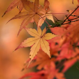 黄色と赤を背景に中央のモミジ