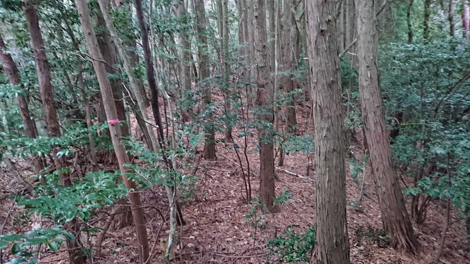違うルートで下山