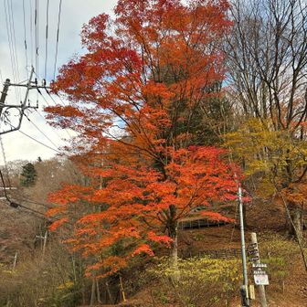 ただいま〜
出発でも撮った🍁