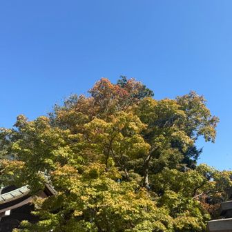 薬王院の紅葉
こちらもまだまだ