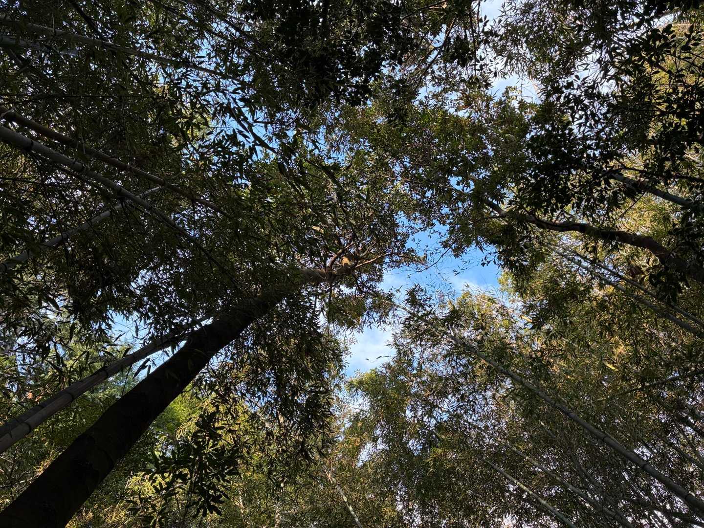 竹林では深呼吸をして体調を整える