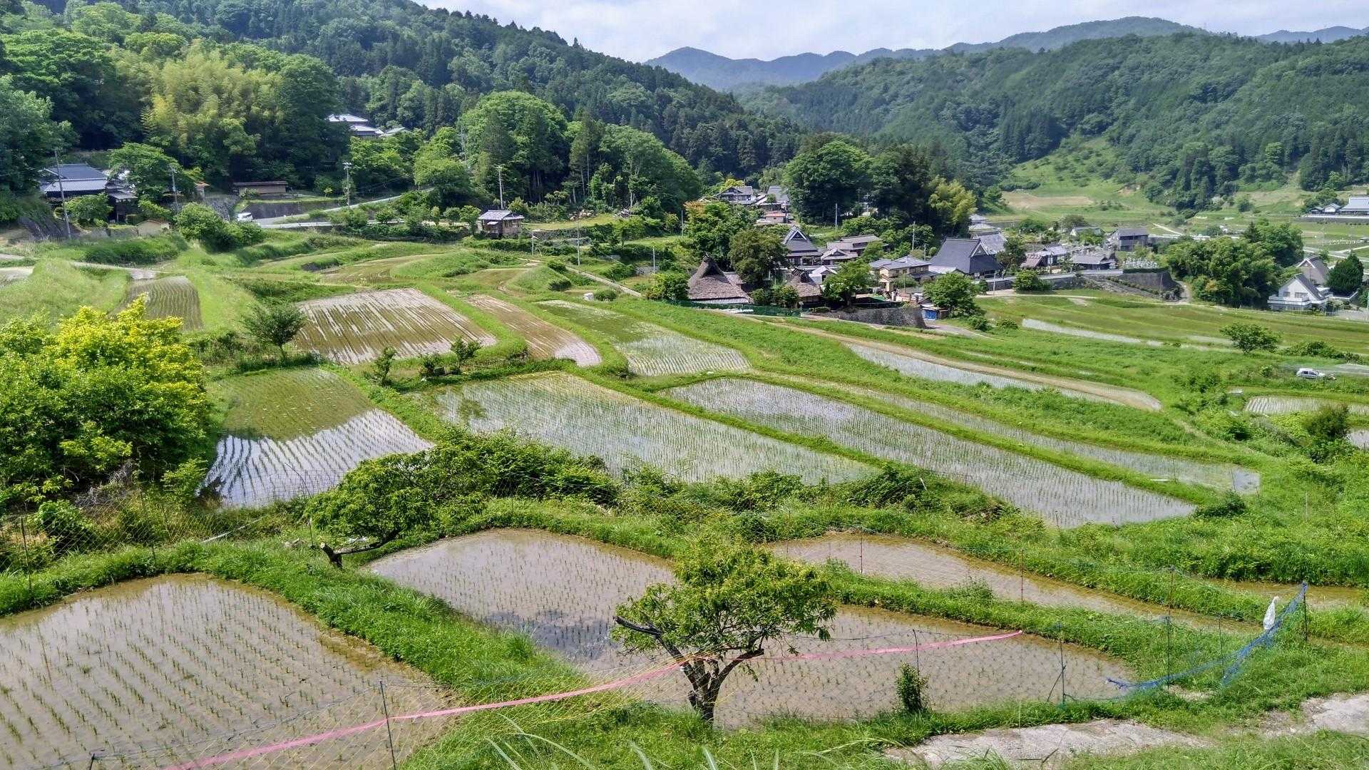 長谷の棚田