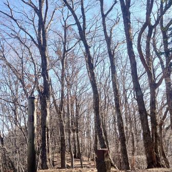 眺望がないので木と空を見ながらしばしボーっとする🙄