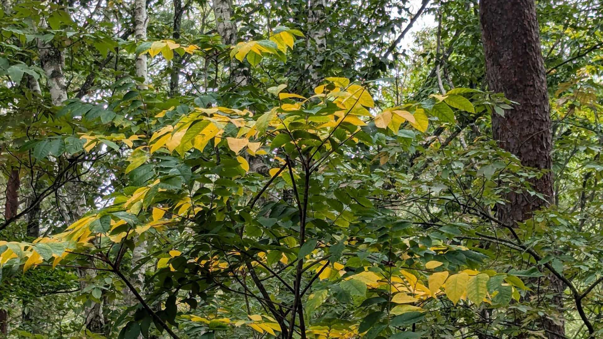 紅葉してきました