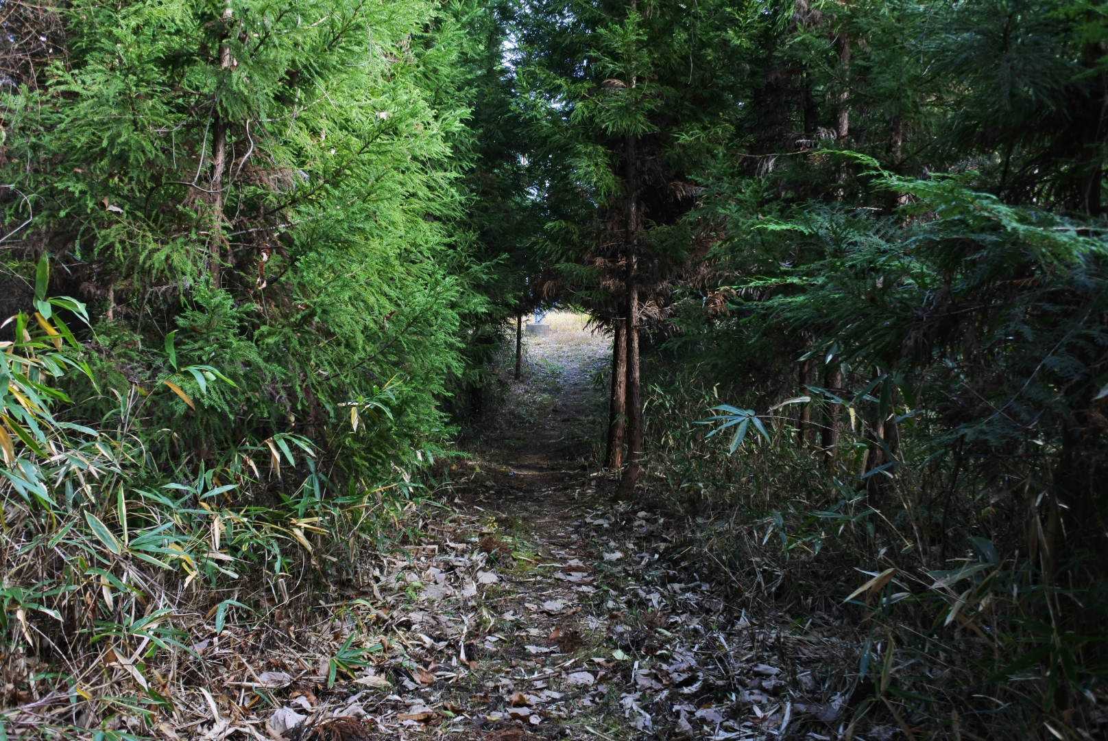 上野山へはここから進むみたい